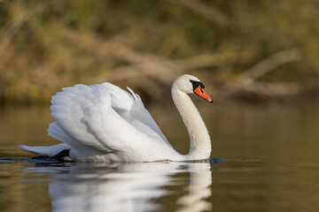 Mute Swan Cygnus olor taking off from a pond in the early morning
