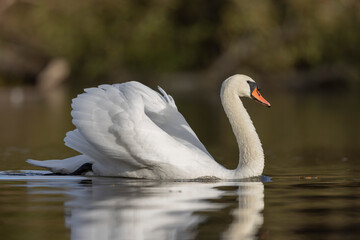 Mute Swan Cygnus olor taking off from a pond in the early morning