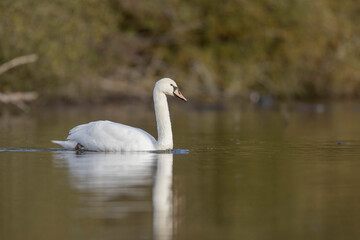 Mute Swan Cygnus olor taking off from a pond in the early morning