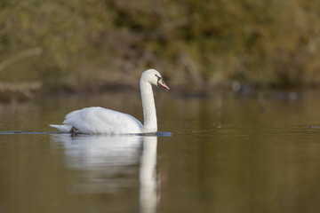 Mute Swan Cygnus olor taking off from a pond in the early morning