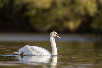 Mute Swan Cygnus olor taking off from a pond in the early morning
