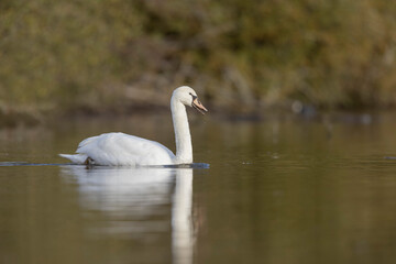 Obraz premium Mute Swan Cygnus olor taking off from a pond in the early morning