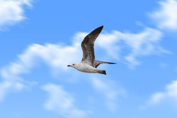 A seagull in flight, wings spread, against a blue sky with white cloud.
