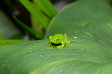 A beautiful green Water Lily Reed Frog (Hyperolius pusillus) on a large green leaf above a small pond 