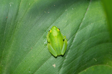 A beautiful green Water Lily Reed Frog (Hyperolius pusillus) on a large green leaf above a small pond 