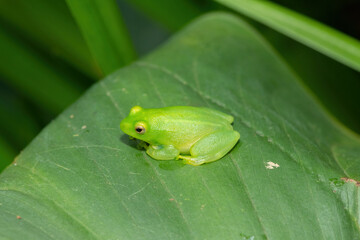 A beautiful green Water Lily Reed Frog (Hyperolius pusillus) on a large green leaf above a small pond 