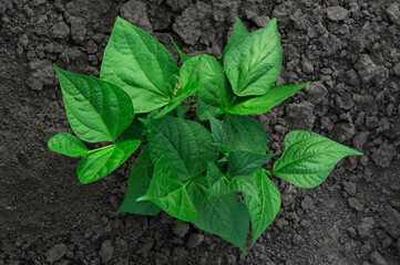 a bush of young green beans on a summer bed. the concept of growing legumes	