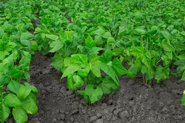 a bush of young green beans on a summer bed. the concept of growing legumes	