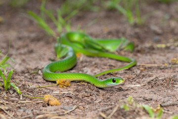 Close-up of a beautiful Green Water Snake (Philothamnus hoplogaster) near a pond