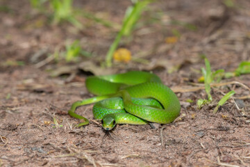 Close-up of a beautiful Green Water Snake (Philothamnus hoplogaster) near a pond
