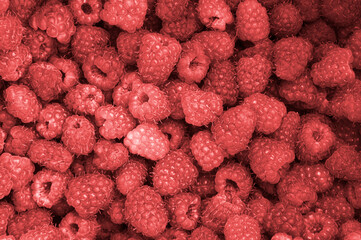 a lot of pink raspberries close up. red ripe berries on the table. raspberry cultivation concept	
