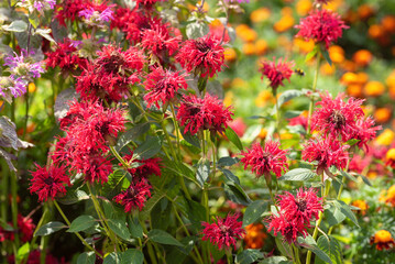 Red monarda flowers in the summer garden.