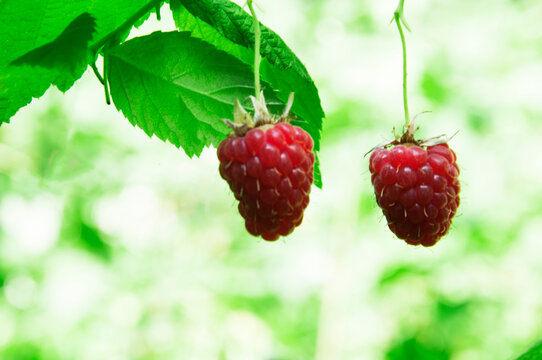 a branch of ripe pink raspberries in the garden on a green background. sweet purple raspberries on a plantation	