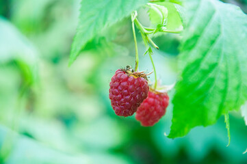 a branch of ripe pink raspberries in the garden on a green background. sweet purple raspberries on a plantation	