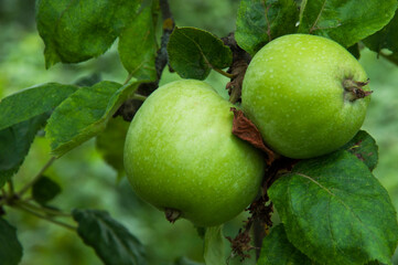 green varietal apples on a branch in a summer garden. the concept of growing apples of early varieties	
