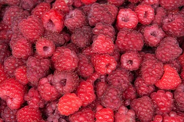 a lot of pink raspberries close up. red ripe berries on the table. raspberry cultivation concept	