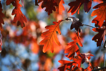 Orange red oak leaf on tree against sky bokeh background in the fall autumn