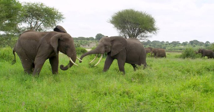 Two large dark grey elephants fighting in a meadow in Tanzania.