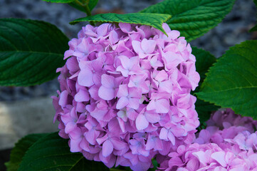 pink hydrangea on a flowerbed in a green garden. purple flowers on a natural background	