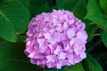 pink hydrangea on a flowerbed in a green garden. purple flowers on a natural background	