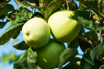 green varietal apples on a branch in a summer garden. the concept of growing apples of early varieties	