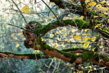 Marsh of the dead arm of the Laborec river, Slovakia Oborin