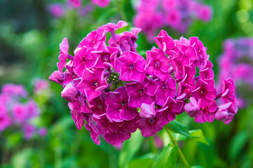 pink hydrangea on a flowerbed in a green garden. purple flowers on a natural background