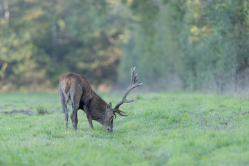 Stag Cervus elaphus in a European forest