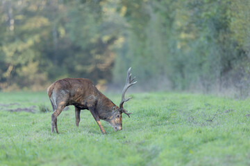 Stag Cervus elaphus in a European forest