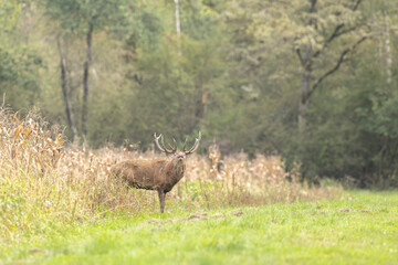 Stag Cervus elaphus in a European forest