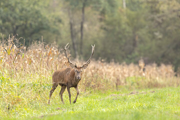 Stag Cervus elaphus in a European forest