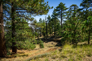 Fototapeta na wymiar Beautiful trails in the Santa Rosa mountains near Toro Peak in Southern California.