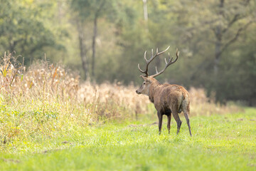 Stag Cervus elaphus in a European forest