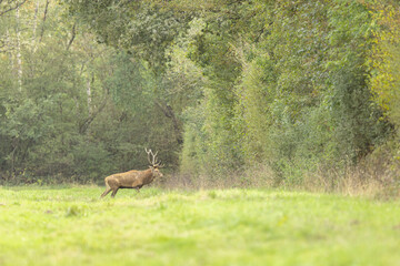 Stag Cervus elaphus in a European forest