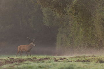 Stag Cervus elaphus in a European forest
