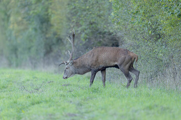 Stag Cervus elaphus in a European forest