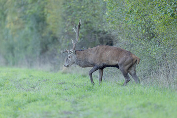 Stag Cervus elaphus in a European forest
