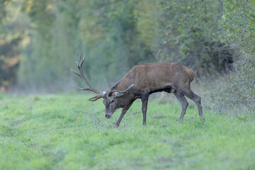 Stag Cervus elaphus in a European forest