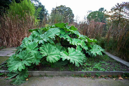 Huge leaves of rhubarb ib park Flora in Cologne in autumn