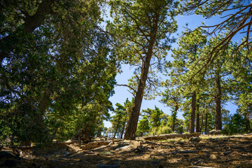 Beautiful trails in the Santa Rosa mountains near Toro Peak in Southern California.