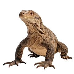 Obraz premium Komodo Dragon on Transparent Background