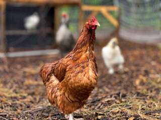 Wet, Red Buff Orpington Chicken Hen looking at camera 