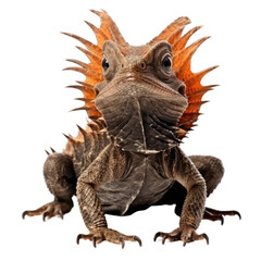 Obraz premium Frilled Lizard on Transparent Background