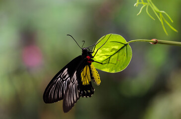 Fototapeta na wymiar Beautiful big butterfly sitting on a plant leaf, blurry green background