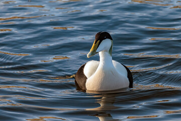 The Common Eider. Flocks of these large sea ducks enliven northern coastlines. Males are white and black with a soft suffusion of green on the nape. Immature males are black and white.