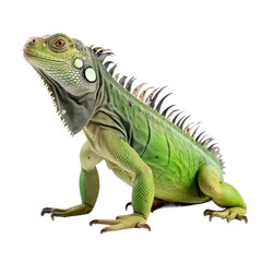 Obraz premium Iguana Reptile on Transparent Background