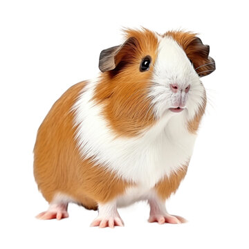Cutious Guinea Pig, Isolated on Transparent Background