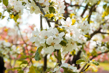 apple white blossom on a tree. the concept of a good harvest of apples. a blossoming young tree in...