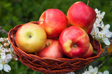 ripe juicy apples in a basket on a green background. red big apples in a green garden.	