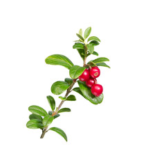 Cowberry on a branch.